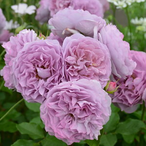 \̔ o c o Vc ͖{o  io^o蒆 lG炫 KN ΂  sN has 4{ȍ~