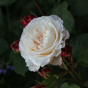 \̔ o c o Vc M[ GA[kEW KN ΂  Vc  omms 4{ȍ~