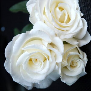 \̔ o c o Vc M[ tfbNE_[ KN ΂  Vc  omms 4{ȍ~