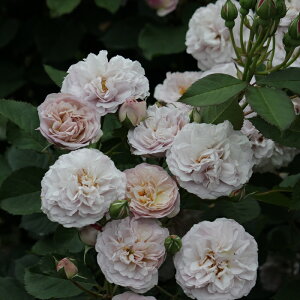 \̔ o c o Vc M[ t[XEfAbg KN ΂  Vc  omms 4{ȍ~