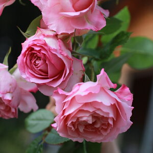 \̔ o c o Vc M[ j[NEuCO KN ΂  Vc sN omms 4{ȍ~