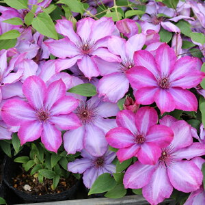 \̔ N}`X c oCIbgJNeVA peXn ̃N}`X 2Nc 10.5cm|bg ochi 3{ȍ~