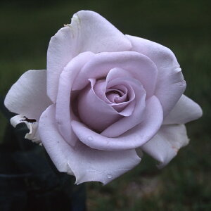 \̔ o c o Vc T[Y ̋O KN ΂   omms 4{ȍ~