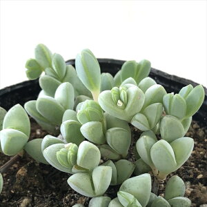 A seGLkX ɋA wLM A 9cm|bg