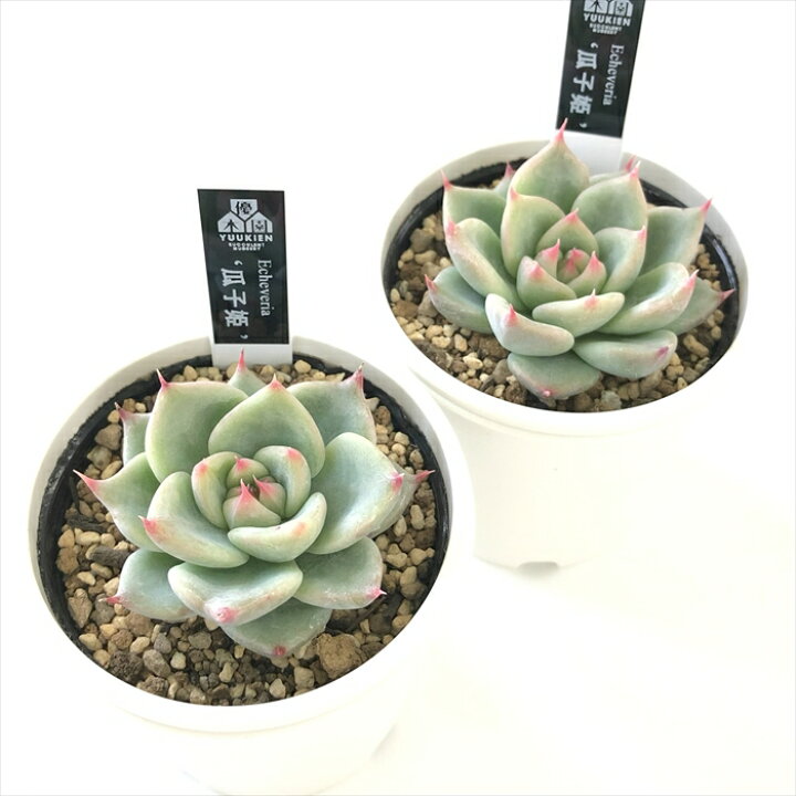 楽天市場】多肉植物 yukエケベリア 瓜子姫 多肉植物 優木園さんの苗  