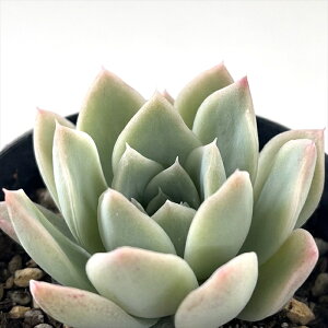 A skGPxA GbZX A GPxA 7.5cm|bg