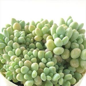 A sbGPxA ΂܂RR A GPxA 7.5cm|bg