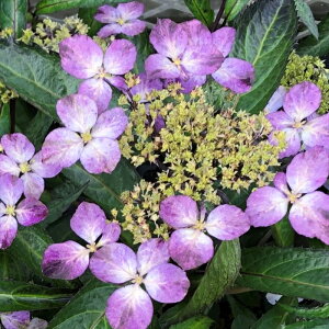 �\��̔� �R�A�W�T�C ���� 9cm�|�b�g �c �ԕc �c�� �R�������� ���}�A�W�T�C �R���z�� fea 3�����{�ȍ~����