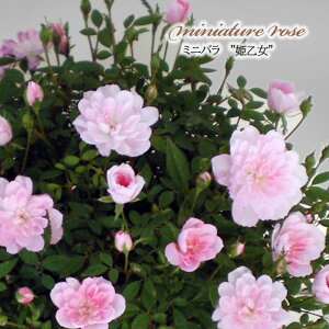 �y�܂��Ȃ����ߐ؂�z �\��̔� �~�j�o�� �P���� 3���|�b�g �l�G�炫 �o�� �K�N �o���c �ɏ� �c �s���N cbd 11����{�ȍ~����