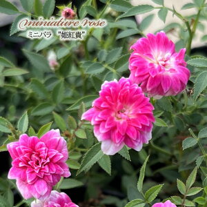 �y�܂��Ȃ����ߐ؂�z �\��̔� �~�j�o�� �P�g�M 3���|�b�g �l�G�炫 �o�� �K�N �o���c �ɏ� �c �s���N cbd 11����{�ȍ~����