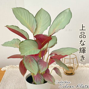 ϗtA JeA Vo[v[g 4 ϗtA ^   蕨 v[g CeA 