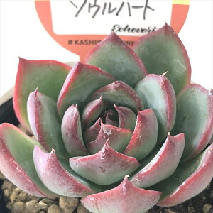 yyVX[p[Z[ P5{z A kswGPxA \En[g Xc GPxA 6cm|bg