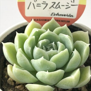 A kswGPxA ojX[W[ Xc GPxA 6cm|bg