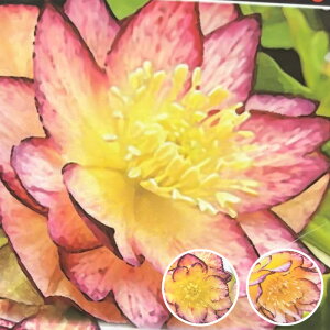 NX}X[Yc 󏭃S[hnoCJ[sReB_u 10.5cm|bg ]c| h K[fjO soc