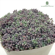 多肉植物 seセダム ばらまきパープルヘイズ 多肉植物 セダム ダシフィルム リファレンス 姫星美人 9cmポ…