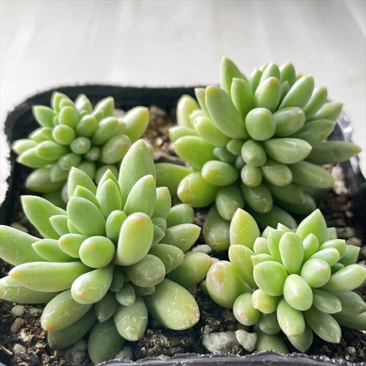 楽天市場 多肉植物 Seセダム ピンクベリー 多肉植物 セダム 9cmポット フラワーネット 日本花キ流通