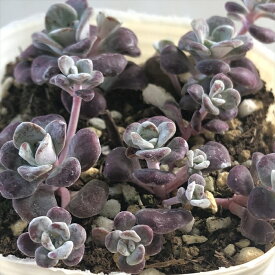 多肉植物 sbセダム スパスリフォリウム パープレウム 多肉植物 セダム 7.5cmポット