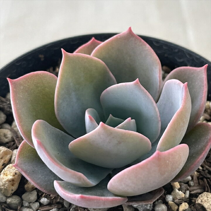 楽天市場 多肉植物 Skエケベリア アルハンブラ 多肉植物 エケベリア 7 5cmポット フラワーネット 日本花キ流通 楽天市場 多肉植物 Skエケベリア アルハンブラ 多肉植物 エケベリア 7 5cmポット フラワーネット 日本花キ流通