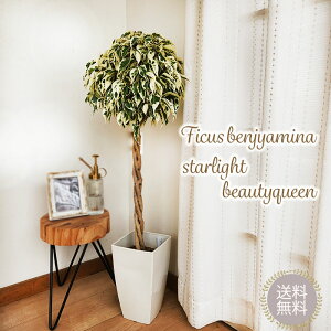 yyVX[p[Z[ P5{z ϗtA tBJX xW~ X^[Cg r[eB[NC[ ˂ 6  ϗtA  蕨 v[g CeA 