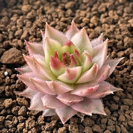 多肉植物 caセンペルビウム メッテニー錦 多肉植物 斑入りセンペルビウム 6cmポット