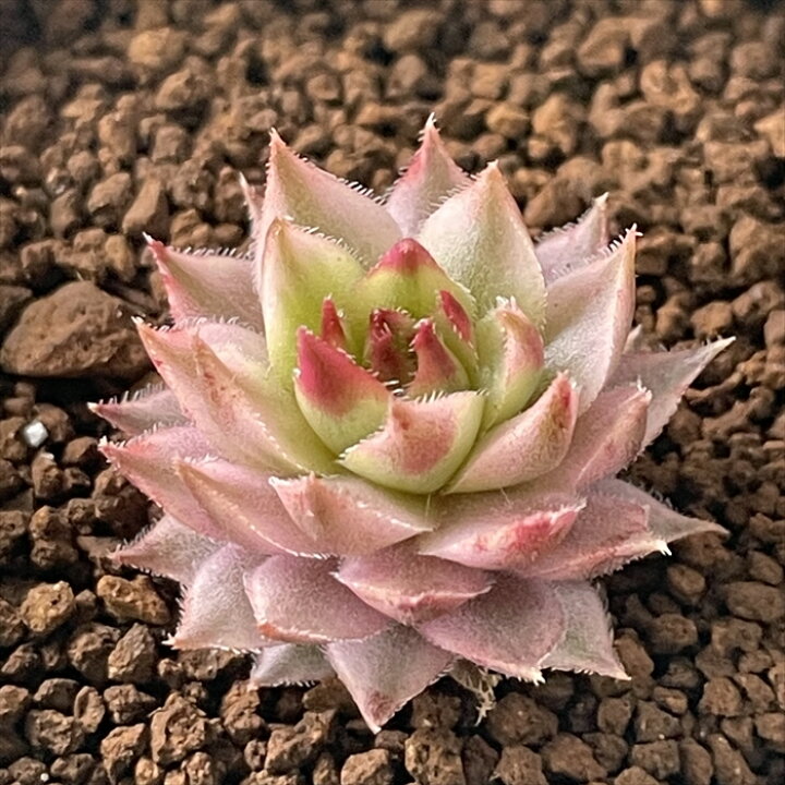 楽天市場 多肉植物 Caセンペルビウム メッテニー錦 多肉植物 斑入りセンペルビウム 7 5cmポット フラワーネット 日本花キ流通