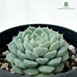 A skGPxA Ao A GPxA 7.5cm|bg