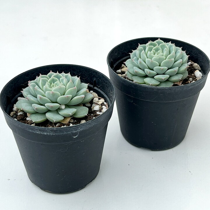 楽天市場】多肉植物 skエケベリア アルバ美尼 多肉植物 エケベリア 7.5 