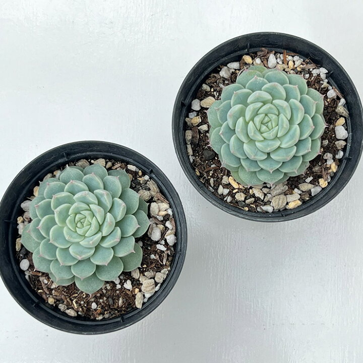 楽天市場】多肉植物 skエケベリア アルバ美尼 多肉植物 エケベリア 7.5 