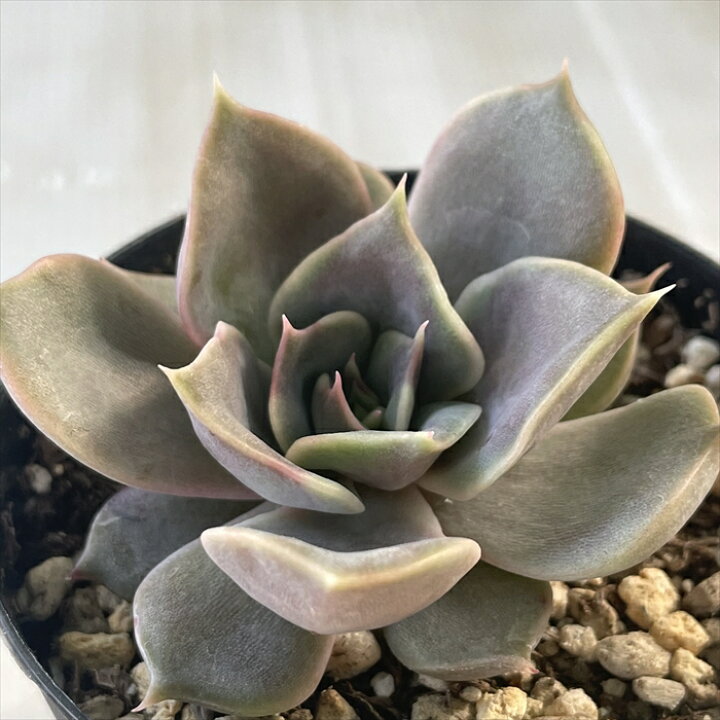 楽天市場 多肉植物 Skエケベリア ラテローズ 多肉植物 エケベリア 7 5cmポット フラワーネット 日本花キ流通 楽天市場 多肉植物 Skエケベリア ラテローズ 多肉植物 エケベリア 7 5cmポット フラワーネット 日本花キ流通
