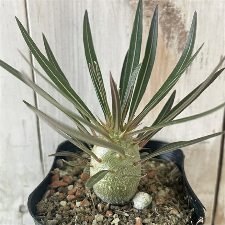 楽天市場】多肉植物 caパキポディウム ロスラーツム 実生 9cmポット 