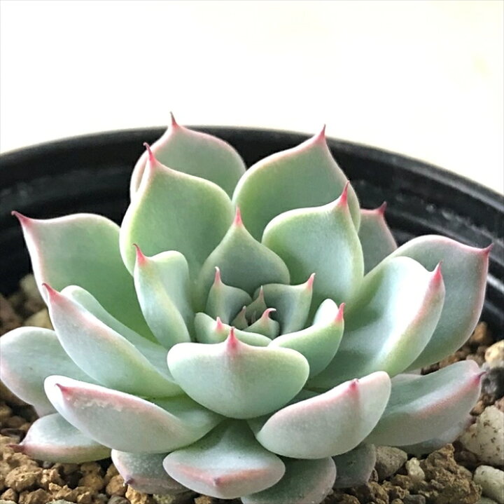 楽天市場】多肉植物 hxエケベリア 黒爪ザラゴーサ×沙羅姫牡丹 多肉植物  
