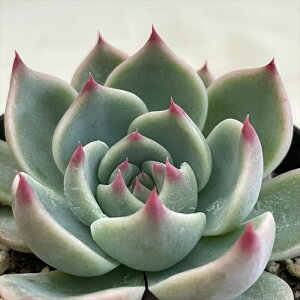 A skGPxA RR[^ A GPxA 7.5cm|bg