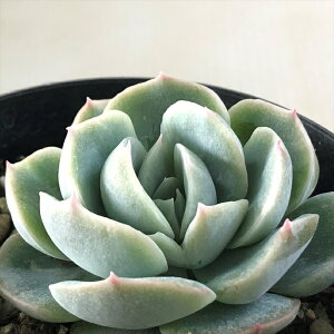 多肉植物 skエケベリア レモンベリー×チワワエンシス 多肉植物 エケベリア 7.5cmポット