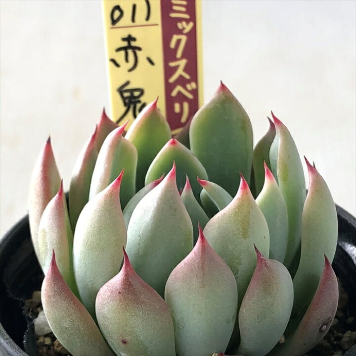 楽天市場 多肉植物 Oriミックスベリア No 011 赤鬼 多肉植物 おらいさん苗エケベリア 6cmポット フラワーネット 日本花キ流通