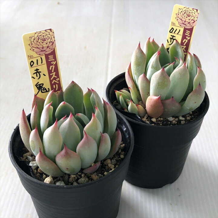 楽天市場 多肉植物 Oriミックスベリア No 011 赤鬼 多肉植物 おらいさん苗エケベリア 6cmポット フラワーネット 日本花キ流通