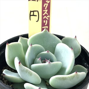 A ori~bNXxA No.029 ~ A 炢c  GPxA 6cm|bg