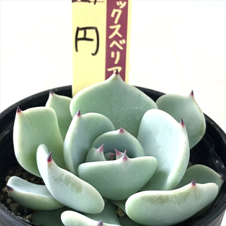 楽天市場 多肉植物 Oriミックスベリア No 029 円 多肉植物 おらいさん苗エケベリア 6cmポット フラワーネット 日本花キ流通 楽天市場 多肉植物 Oriミックスベリア No 029 円 多肉植物 おらいさん苗エケベリア 6cmポット フラワーネット 日本花キ流通