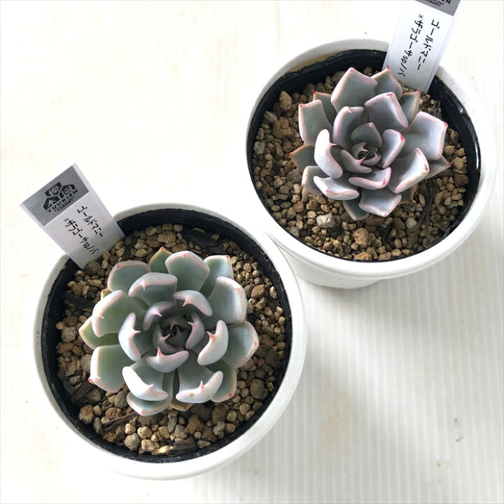 楽天市場】多肉植物 yukエケベリア ゴールドマニー×ザラゴーサspノバ  