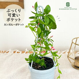 観葉植物 ディスキディア カンガルーポケット 3号 吊り鉢 吊り下げ ハンギング 観葉植物 小型 小さい 室内 贈り物 プレゼント インテリア おしゃれ