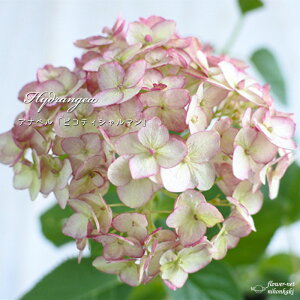 \̔ AWTC Aix sReBV} 13.5cm|bg o^i nChWA c ԕc c  z krt 4{ȍ~