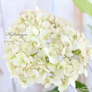 �\��̔� �A�W�T�C �A�i�x�� ���p���t�F 13.5cm�|�b�g �o�^�i�� �n�C�h�����W�A �c �ԕc �c�� �������� ���z�� krt 4�����{�ȍ~����