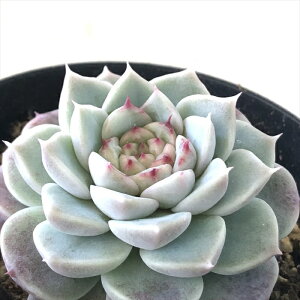 A skGPxA bhxxbg A GPxA 7.5cm|bg