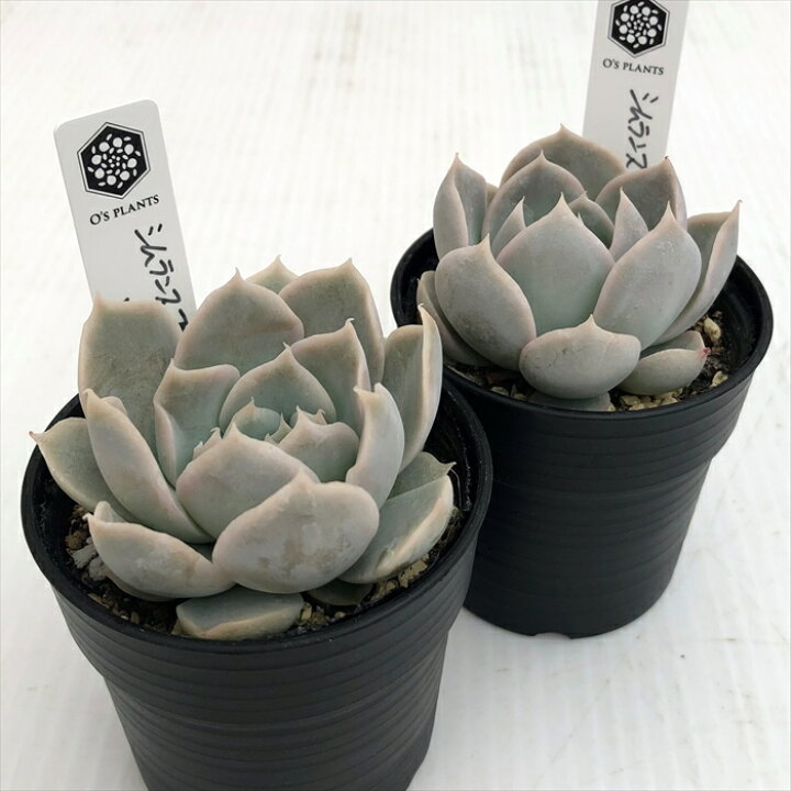 高品質 多肉植物 オーズプランツさん苗 ♡♡ 多肉植物 O’sエケベリア ユリアナ×La paz 多肉植物 O’s PLANTS オーズプランツさん苗 送料無料 エケベリア 6cmポット