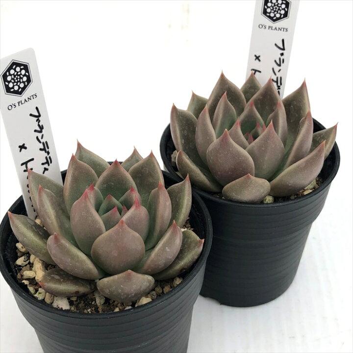 多肉植物 O 多肉植物 O’sエケベリア トバレンシス×ブランデティ 多肉植物 O’s PLANTS オーズプランツさん苗 送料無料 エケベリア 6cmポット