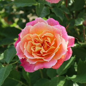 \̔ oc oc T IGeBX V[ io^o蒆 lG炫 KN ΂  IW R[sN hao 2{ȍ~