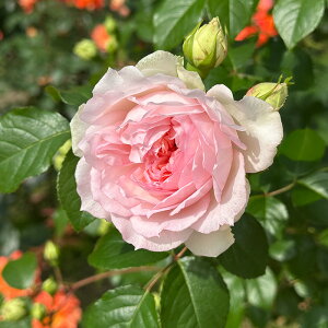 \̔ oc oc T IGeBX tVXo[lbg io^o蒆 lG炫 KN ΂  sN hao 2{ȍ~