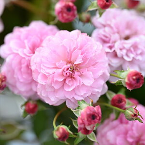 \̔ oc oc ͖{o v`| io^o蒆 lG炫 KN ΂  sN hao 2{ȍ~