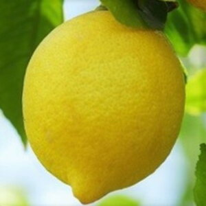 \̔ c er 13.5cm|bg  ̖ EG _k c  k ʎc ږؕc mri 10{ȍ~