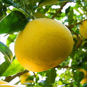 U yU 13.5cm|bg  Ԃ񂽂 c  k ʎc ږؕc mri