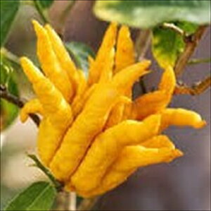 芹 13.5cm|bg  ubVJ _k c  k ʎc ږؕc mri